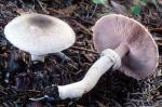 Agaricus praeclaresquamosus - Fungi Species | sokos jishebi | სოკოს ჯიშები